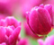 Tulipán Pink Blossoms szirom virág