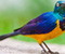 Beautiful Colorful Bird Zwierzeta