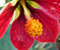 Red Abutilon Flower Latern