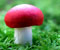 червоного грибів 1
