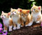 four cat look ahead