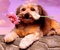 romantic dog with flower