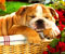 doggy in basket