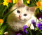 cat in the flowers