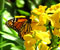 butterfly with yellow flowers
