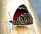 tricolor butterfly