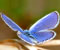 ice blue butterfly