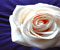 fellow white love rose