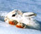 mountain rabbit in snow