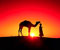 desert camel in sunset