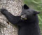 babe bear climbing tree