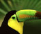 verdant rostrum parrot