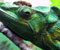 Green iguana Sad