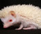 Hedgehog Albino