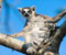 Lemur in Tree with