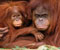 Orangutan Protec