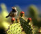 Wren Bird on Cactus