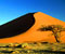 Sand Dunes and Acacia Tree Namib Desert