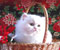 basket cat 1