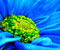 blue flower pins
