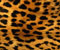 Leopard Skin Pattern