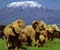 Beautiful Elephants Mt Kilimanjaro