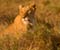 Lioness Maasai Mara