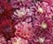 Chrysanthemum Pink