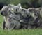 koala family