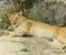 Lioness Gorgious