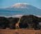 Mt Kilimanjaro Girraffe