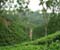 Tea Gardens In Sylhet 2