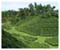 Tea Gardens In Sylhet 3