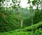 Tea Garden In Sylhet 4