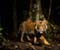 Royal Bengal Tiger Aproaching At Night