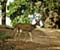 Deer In Sundarbons