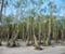 Nijum Dweep Mangrove Forest