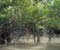 Sundarbon Mangrove Forest