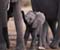 Elephant Family 01