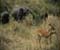 Serengeti National Park 19