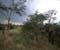 Serengeti National Park 54