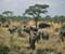 Serengeti National Park 60