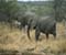 Serengeti National Park 64