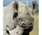 White Rhino Kenya Special