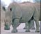 White Rhino Pride Of Kenya