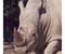 White Rhino Travel Kenya