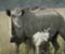 White Rhino With Baby White