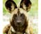 Willd Dog Kenya Safaris