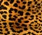 Leopard Pattern 01