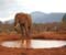 Elephant Water Point